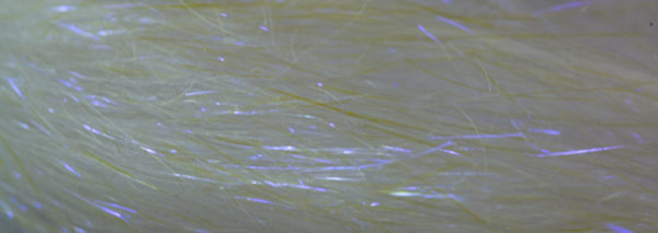 Wing`n Flash
