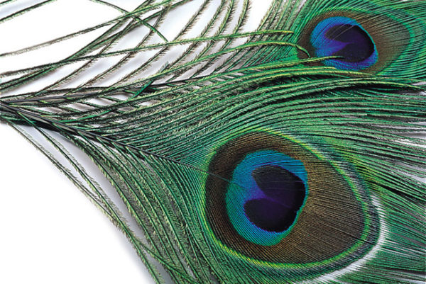 Peacock Eyes 2pk