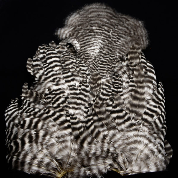 Whiting Rooster Softhackle Patch Grizzly